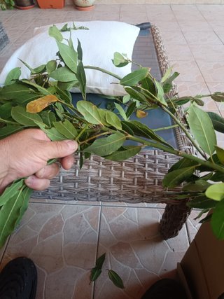 Hojas de Laurel Verdes Frescas grais