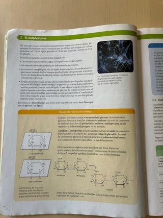 Biologia, 2 Batxillerat, Projecte Construint mons