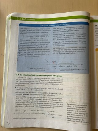 Biologia, 2 Batxillerat, Projecte Construint mons