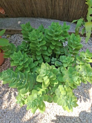Planta verde con maceta lista para florecer