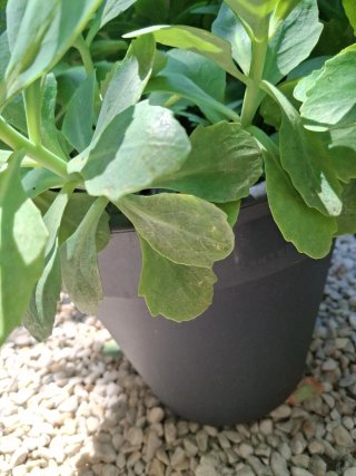 Planta verde con maceta lista para florecer