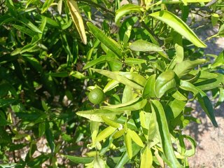 FINCA Rustica DE CLEMENULES EN PRODUCCIÓN