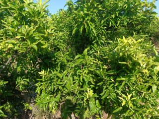 FINCA Rustica DE CLEMENULES EN PRODUCCIÓN