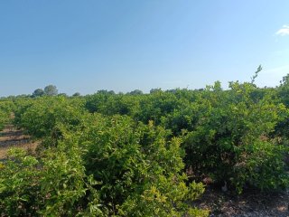FINCA Rustica DE CLEMENULES EN PRODUCCIÓN