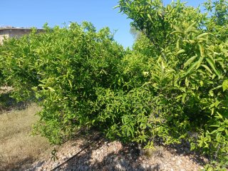 FINCA Rustica DE CLEMENULES EN PRODUCCIÓN
