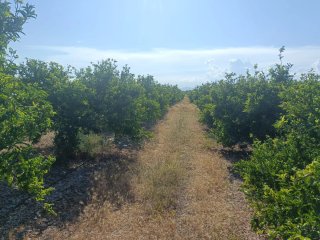 FINCA Rustica DE CLEMENULES EN PRODUCCIÓN