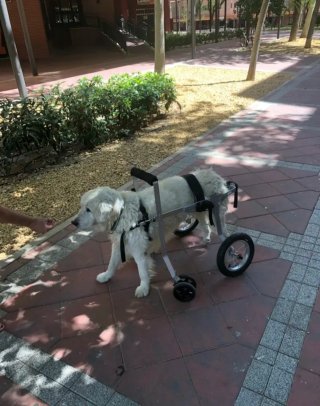 Carrito Silla Perros Displasia