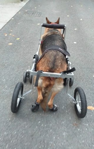 Carrito Silla Perros Displasia