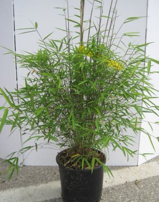 Bambu Fargesia em vaso