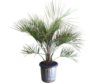 Palmeira Butia Capitata