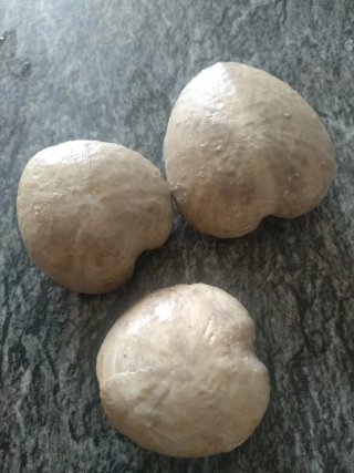 3 Fósiles Equinodermos Cretácico Holaster