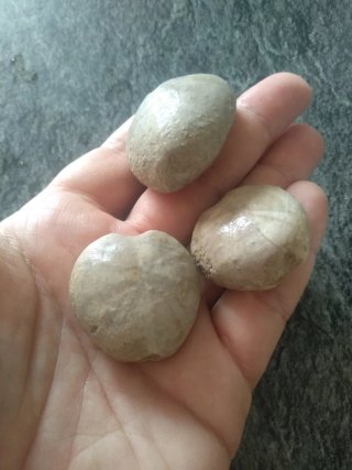 3 Fósiles Equinodermos Cretácico Holaster