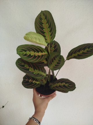 Planta Maranta Leuconeura Tricolor