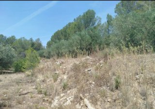 Campo de olivos,sin agua. 3/4 hanegadas