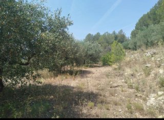 Campo de olivos,sin agua. 3/4 hanegadas
