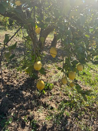 Parcelas en alora