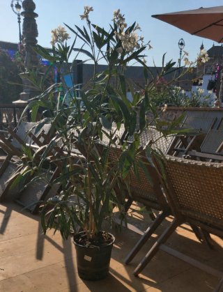 Lote de plantas