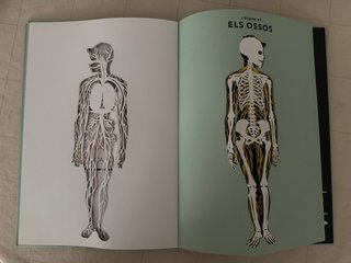 Helene Druvert Anatomia