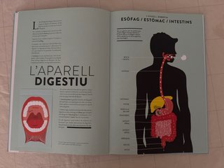 Helene Druvert Anatomia