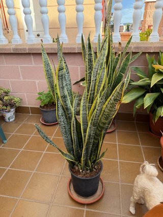 Lengua de suegra planta