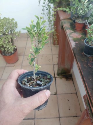 Bonsai plantones melon seed
