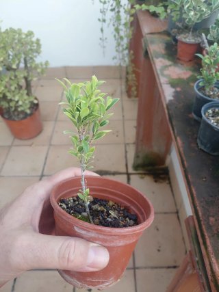 Bonsai plantones melon seed
