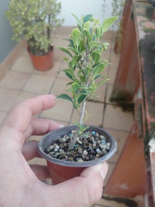 Bonsai plantones melon seed