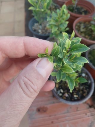 Bonsai plantones melon seed