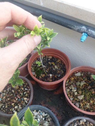 Bonsai plantones melon seed