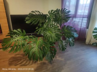 Planta Monstera gigante