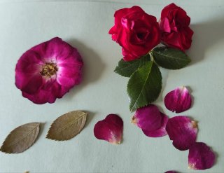 Colgante de Rosa Natural de Alhama