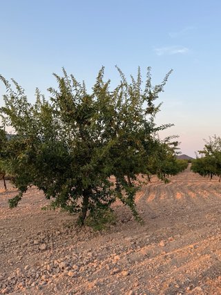 Finca de almendros en campo ricote