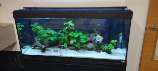 Acuario Fluval 240l + mueble, filtros, iluminación