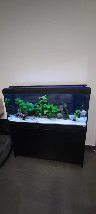 Acuario Fluval 240l + mueble, filtros, iluminación