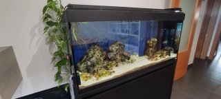 Acuario Fluval 240l + mueble, filtros, iluminación