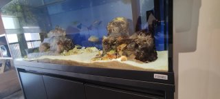 Acuario Fluval 240l + mueble, filtros, iluminación