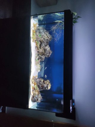 Acuario Fluval 240l + mueble, filtros, iluminación