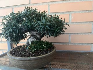 Mini Bonsai Tejo Japonés