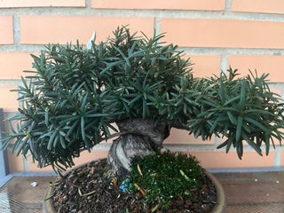 Mini Bonsai Tejo Japonés