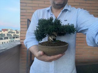 Mini Bonsai Tejo Japonés