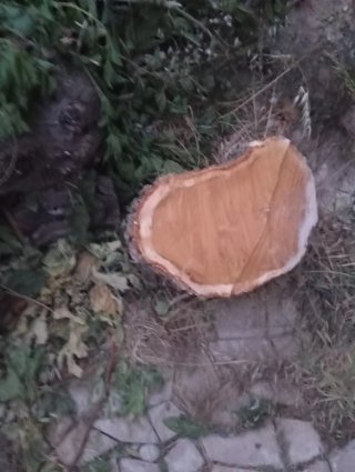 Regalo: 4 trozos de tronco grande