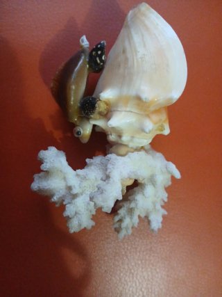 Artigianato marino con tartaruga, conchiglie e corallo