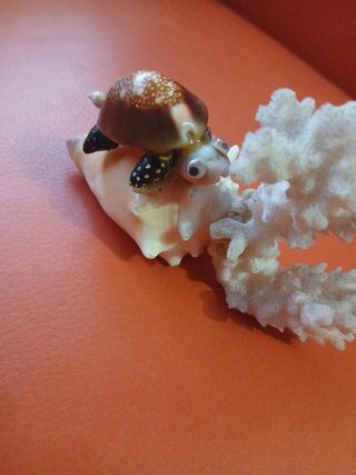 Artigianato marino con tartaruga, conchiglie e corallo