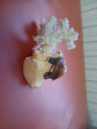Artigianato marino con tartaruga, conchiglie e corallo