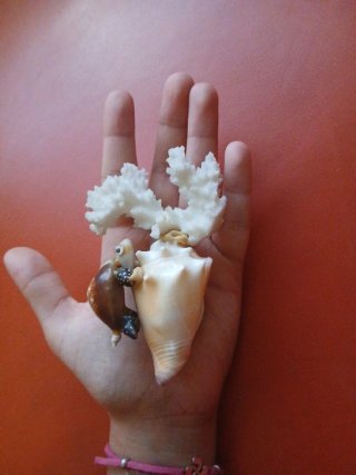 Artigianato marino con tartaruga, conchiglie e corallo