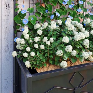 Cama de jardín elevada con enrejado para plantas t