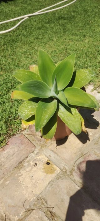 Planta Agave Foxtail en Maceta