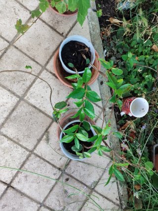 Gelsomino in vaso