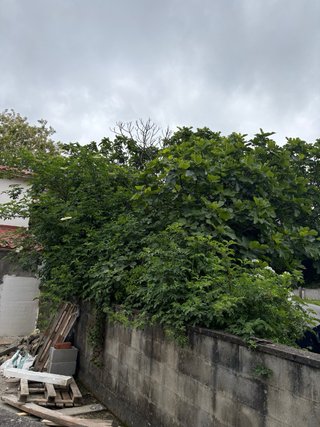 Leña gratis a cambio de desbroce en Naron