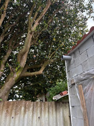 Leña gratis a cambio de desbroce en Naron